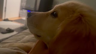 - I took a video of Bisuke this morning【Golden retriever puppy】