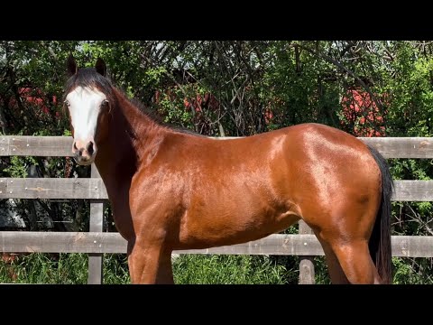 Remate de Caballos Cuarto de Milla Laprida 2025 - Catalogo completo - WWW.LOSEQUINOS.COM