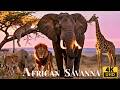African Safari Animals 4K Savanna Wildlife Untouched Wilderness