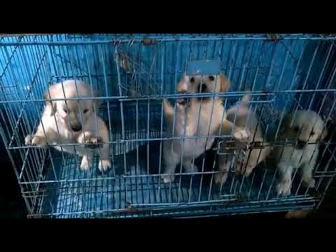 pure white golden retriever male female puppy avabile location ganj basoda,Vidisha m p co 9098740288