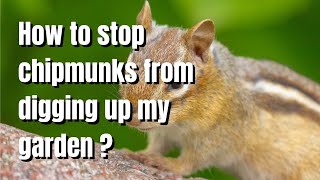 How to stop chipmunks from digging up my garden - The Walled Nursery