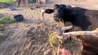 Morning vlog with my hobbies 🌳🌾