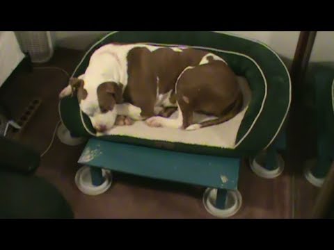 Bed bugs How to protect pets dog cat bird from bed bug attack infestation Save pet dogs cats birds