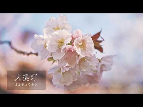 いかわさんのさくらコレクション 02