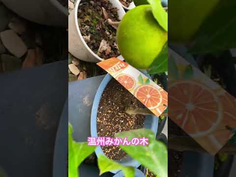 メキシコオレンジの木をどこに置く？それが十分に繁栄するのに最適な場所はどこですか？  庭園