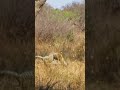 2 Fighting Leopards Take Dramatic Fall out of Tree