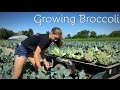 Growing Broccoli