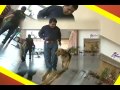Airedale Terrier - Maravillas del Mundo Animal: Conociendo al Airedale Terrier 