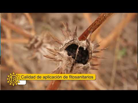 Alejandro Brunori - INTA Marcos Juárez - Manejo de malezas resistentes. Calidad y compatibilidad.