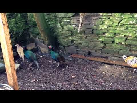 Reeves pheasant with 3 white pheasants and 4 black pheasant