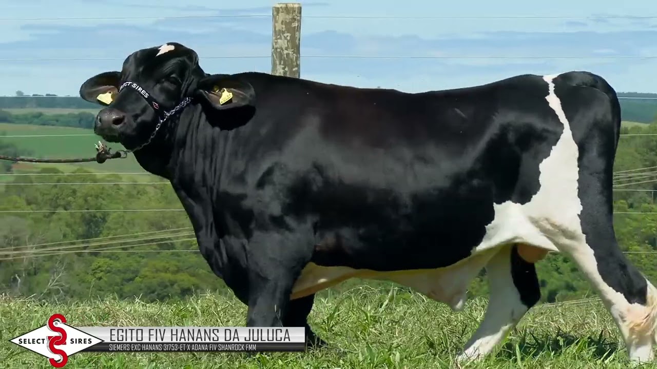 Vídeo EGITO FIV HANANS DA JULUCA