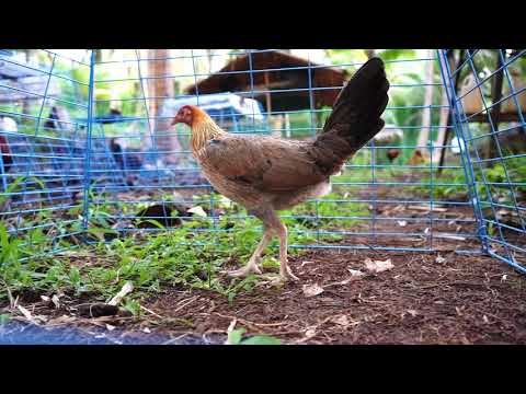 George Foster Kelso #chicken #sabong #gamefowl