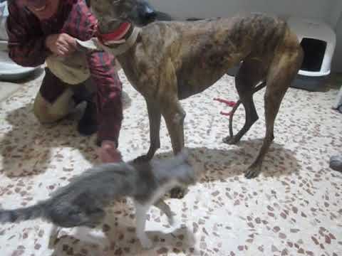 LIRIA LIRA con gatos