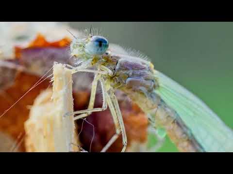 Leersumse Veld (with English subtitles)