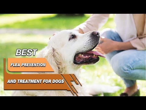 Top 5 Best Flea Prevention And Treatments For Dogs Review in 2022 - A Complete Buying Guide