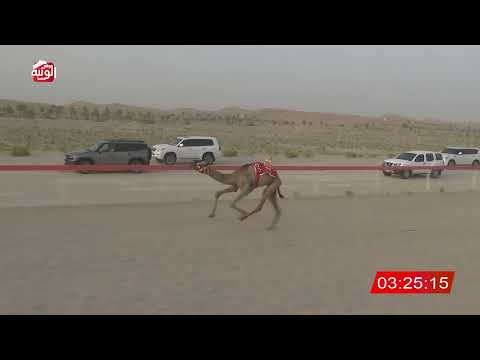  ش 6 (الغزيل) لـ عيد عبدالله بن عيد المنصوري 6:46 ، شارة الشيخ طحنون 2026/8/23 لقايا الخزنة