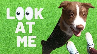 Easy and Fun Attention Game for Puppies