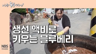 [나는농부다 305회] 생선액비로 키우는 정연 씨네 블루베리