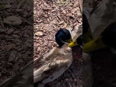 crazy bird #newvideo #bard #birds #animals #love #cute