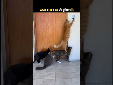 जानवरों के Funny कारनामे 😂 wait for twist 😂#funny #animals #shorts