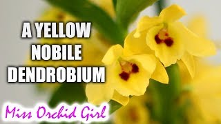 A Yellow Nobile Orchid! - Dendrobium Yellow Magic Festival