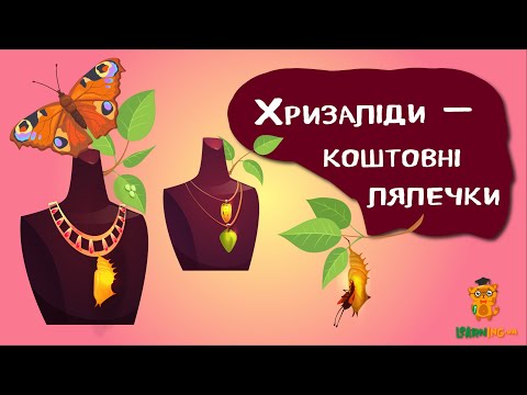 Дива природи. Явища навколо нас. Хризаліди — золоті лялечки метеликів