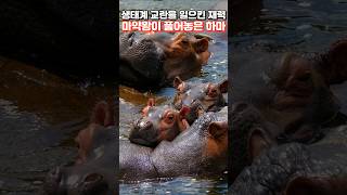 남미 마약왕 하마 문제: 생태계와 인간의 공존 가능성