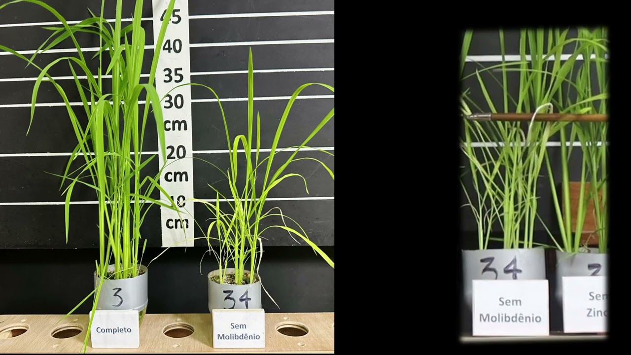 Efeitos da Omissão de Nutrientes em Plantas de Arroz