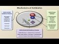 Mechanisms and Classification of Antibiotics ...