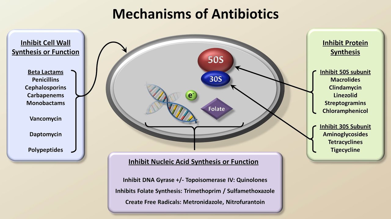 Mechanisms and Classification of Antibiotics (Antibiotics - Lecture 3)