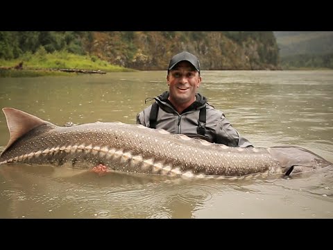 LE PLUS GROS MONSTRE D'AMÉRIQUE DU NORD - Cyril Chauquet