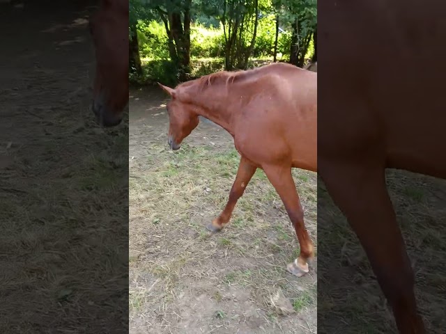 Puledro Palomino (Race) In vendita 2025 Palomino ,  Miracle du Moulin Pre