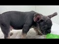 French Bulldog dogs for sale: Connor - Video 1