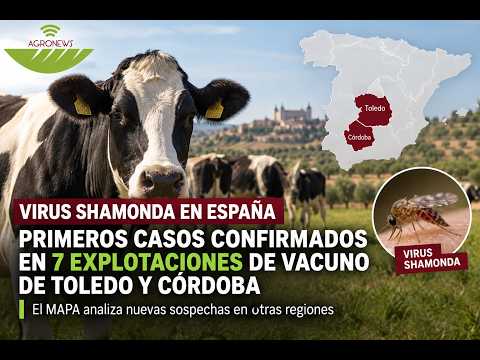 Virus Shamonda en España: primeros casos en 7 explotaciones de Toledo y Córdoba