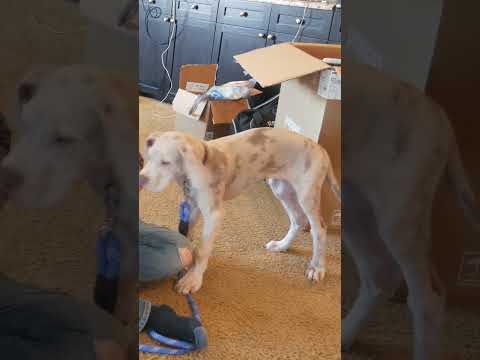 Lilac Great Dane #shorts #greatdane