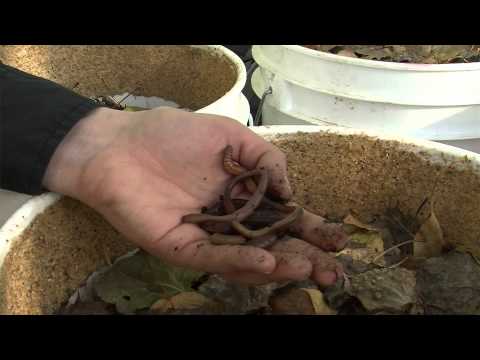 Let's Go Outdoors: The worm wrangler