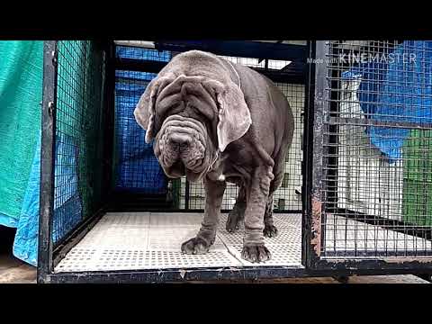 Top quality Neapolitan mastiff female WRINKLECUB Dora aka MONA