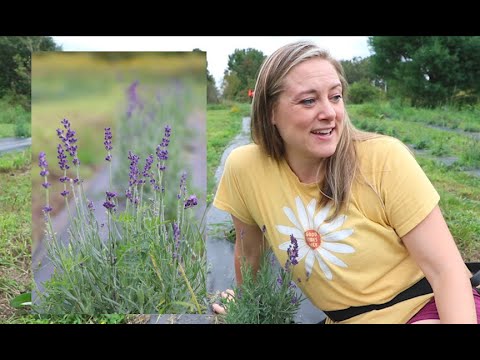 First Year Lavender Field Update : Flower Hill Farm