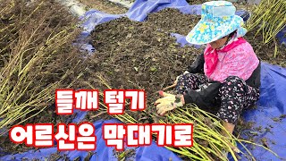 들깨털기 동네 어르신 막대기로 수확 [들깨재배방법]