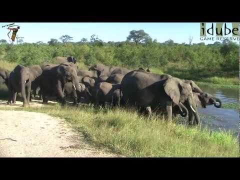 Elephant Herd Drinking