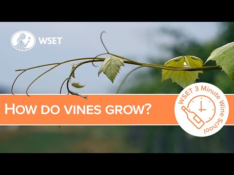 How do vines grow?