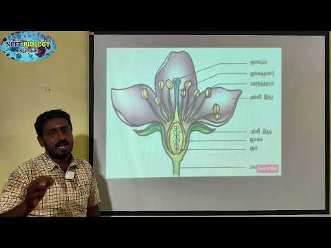 FLOWER | TAMIL | SEXUAL REPRODUCTION IN FLOWERING PLANTS | durai | Alwarkurichi | Nellai | spkhss