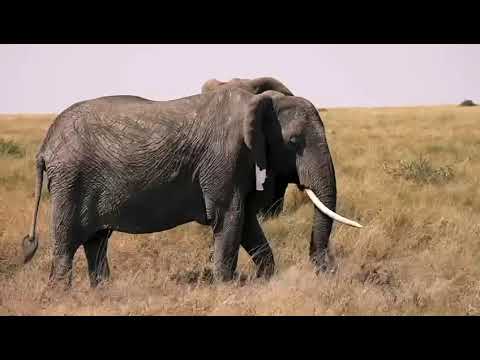 Africa Wildlife Safari with Local Guides