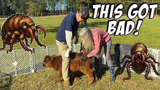 They ATTACKED Our Mini Highland Cows So We Had To Do Something!