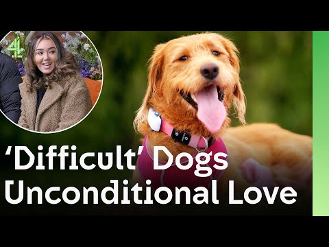 Difficult Dogs Judged Unfairly Discover Families Who Believe in Them | The Dog House 🐶