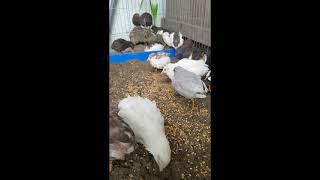 Chim cút kiểng Bình Định, ship Đà Nẵng | cút thái, cút hắc heo thả Avi