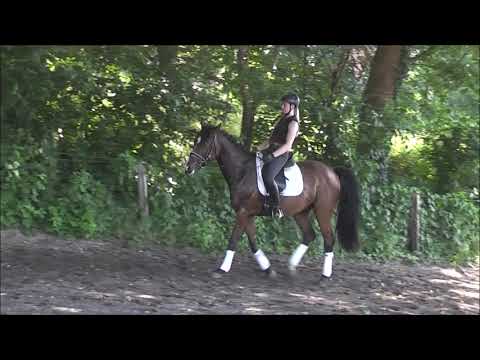 COPAIN 10j Dressurvideo 12.000,- Euro