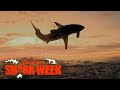 Great White Shark Goes Airborne Shark Week