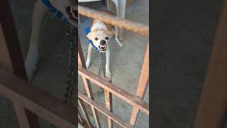 Download lagu Angry Dog Bark and Growl🐾 | Ferocious Ferocious Dog Barking Sounds 🐕 | Dog🦮 #angry #aggressive #dog mp3