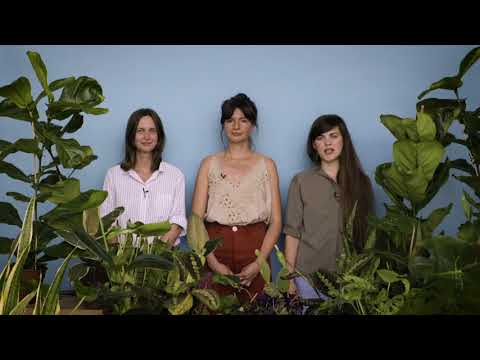 Pokojovky vydávají knihu o pěstování